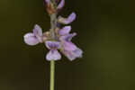 Sampson's snakeroot